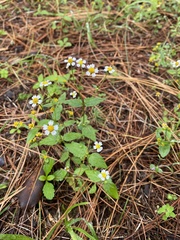 Galinsoga quadriradiata