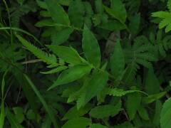 Oplismenus compositus