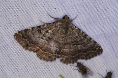 Eudesmeola lawsoni