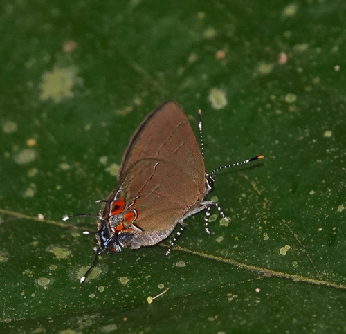 Calycopis nicolayi