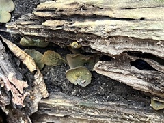 Chlorencoelia versiformis