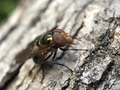 Copestylum vesicularium