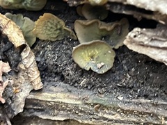 Chlorencoelia versiformis