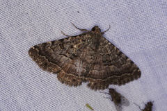 Eudesmeola lawsoni