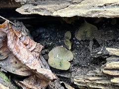 Chlorencoelia versiformis