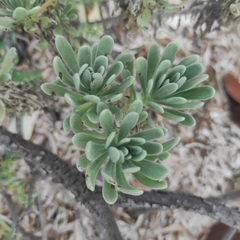 Tournefortia gnaphalodes