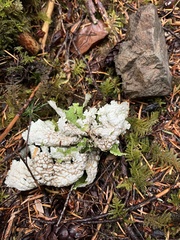 Lobaria