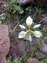 Moraea tricuspidata