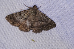 Eudesmeola lawsoni