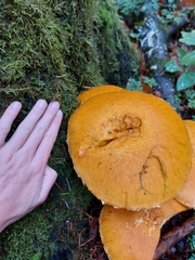 Gymnopilus ventricosus