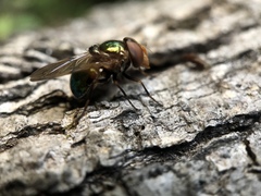 Copestylum vesicularium