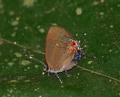 Calycopis nicolayi