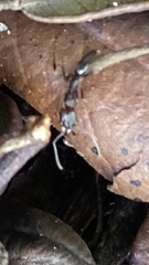 Odontomachus haematodus