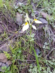 Moraea tricuspidata