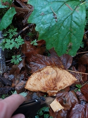 Gymnopilus ventricosus