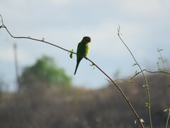 Eupsittula cactorum