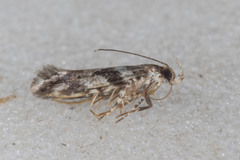 Aristotelia roseosuffusella