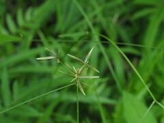 Cyperus flavidus