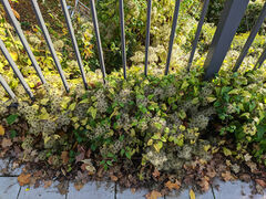 Clematis vitalba
