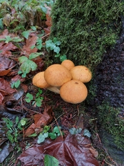 Gymnopilus ventricosus