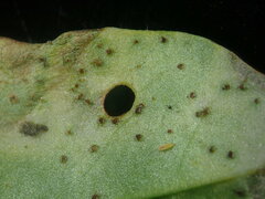 Puccinia acetosae