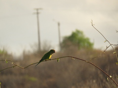 Eupsittula cactorum