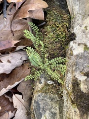 Asplenium resiliens image