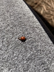 Adalia bipunctata