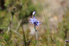 Thelymitra graminea