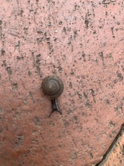 Triodopsis hopetonensis