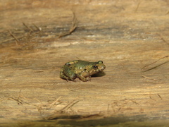 Pseudopaludicola pocoto