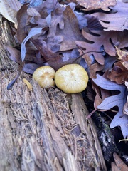 Cyptotrama chrysopepla