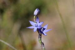Thelymitra graminea