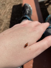 Adalia bipunctata