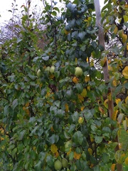 Monilinia fructigena