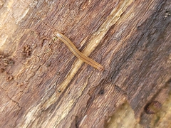 Blaniulus guttulatus