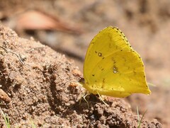 Phoebis neocypris