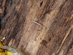 Blaniulus guttulatus