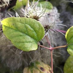 Clematis vitalba