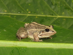 Leptodactylus fuscus