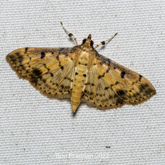 Herpetogramma cynaralis