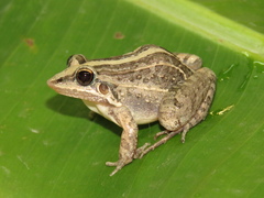 Leptodactylus fuscus