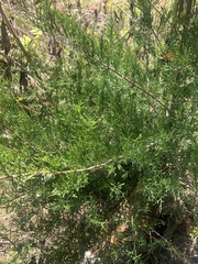 Juniperus virginiana