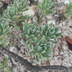 Tournefortia gnaphalodes