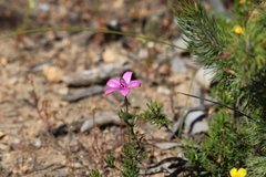 Elythranthera emarginata