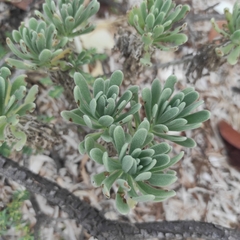 Tournefortia gnaphalodes