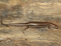 Brasiliscincus heathi