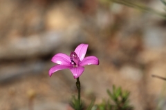 Elythranthera emarginata