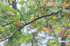Piranga rubra