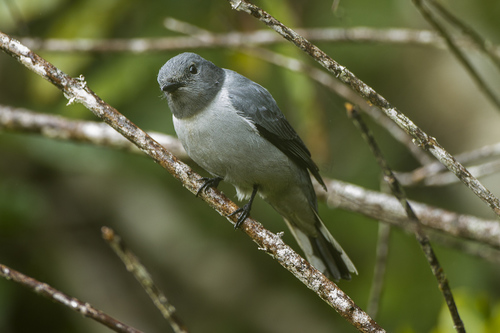 Madagascar Cuckooshrike